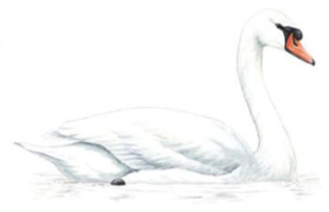 Zwanenburg swan