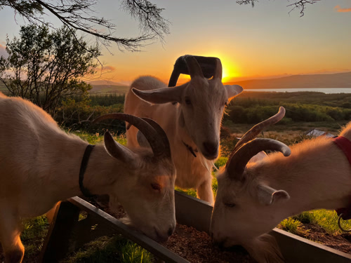 Garrane goats